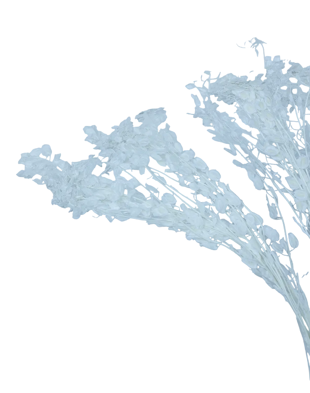Dried Lumaria White