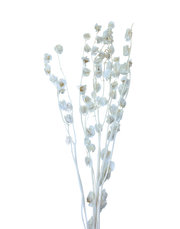 Dried Uchuva White