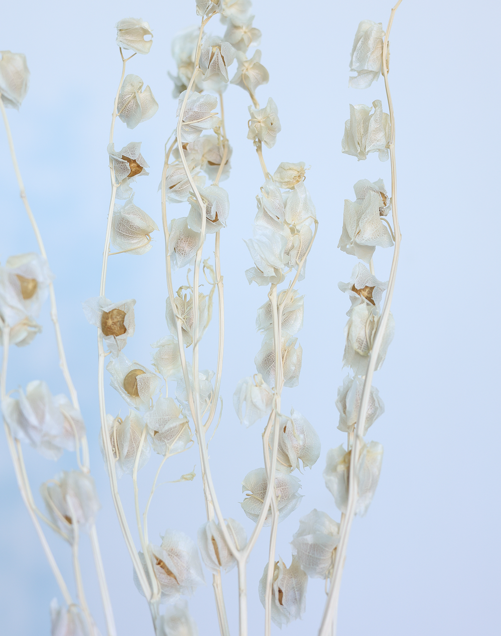 Dried Uchuva White