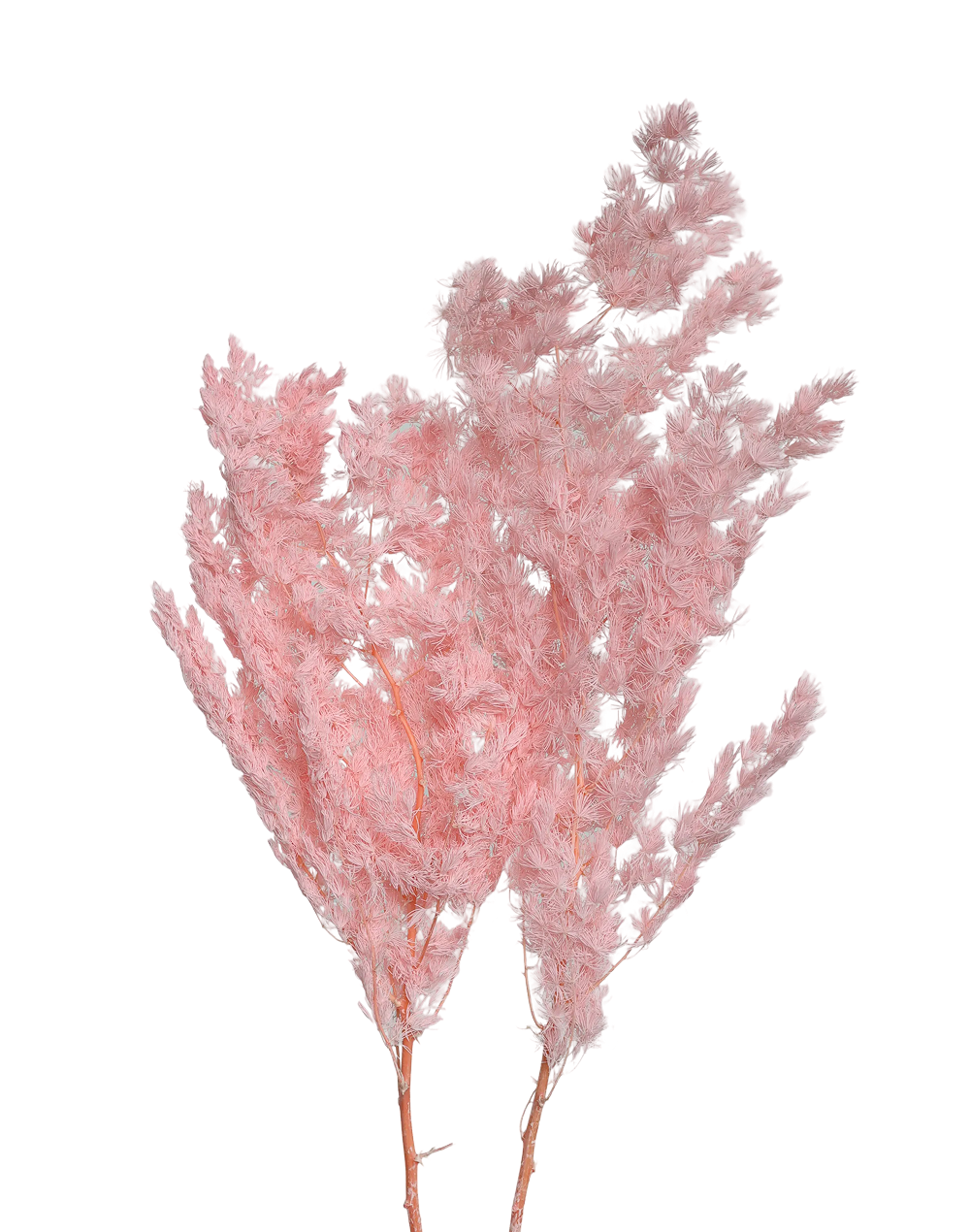 Dried Pink Ming Fern Pink