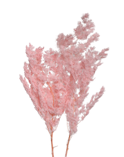 Dried Pink Ming Fern Pink