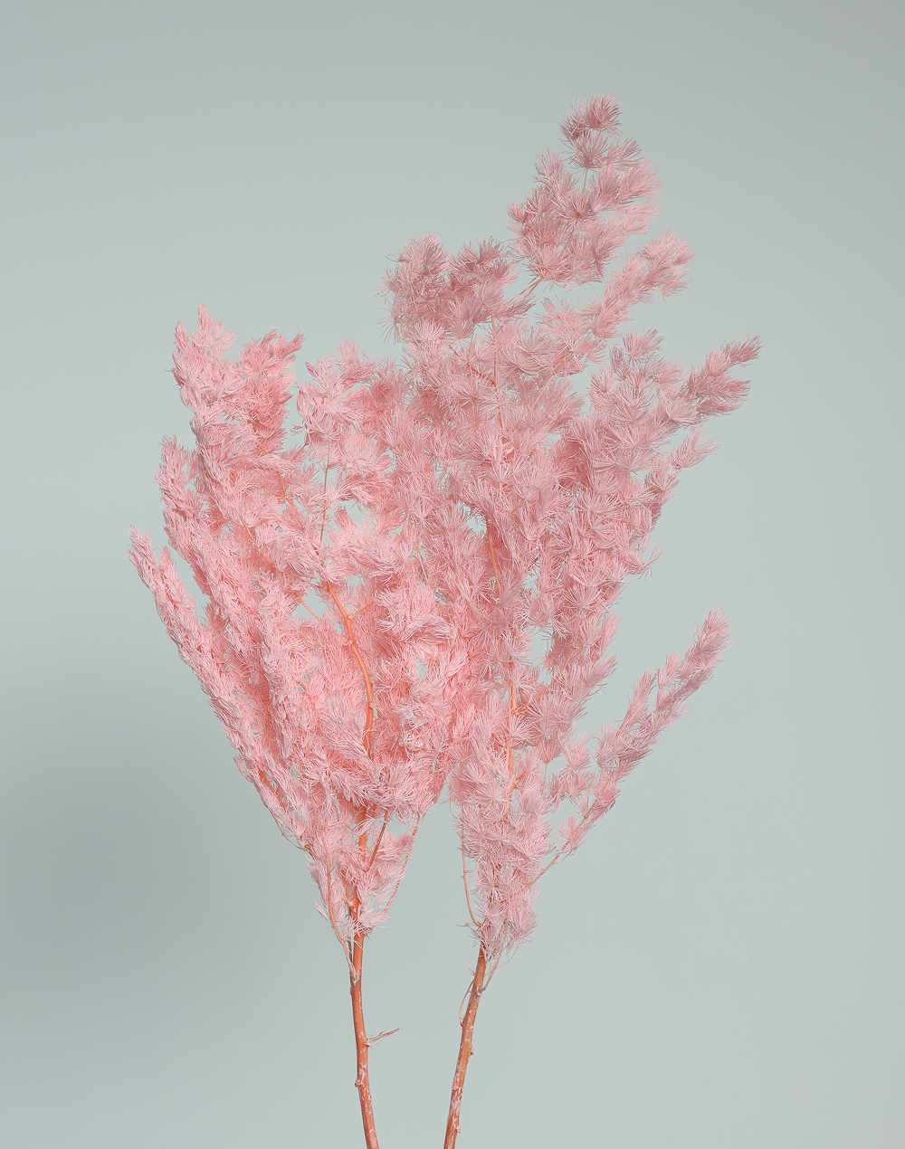 Dried Pink Ming Fern Pink