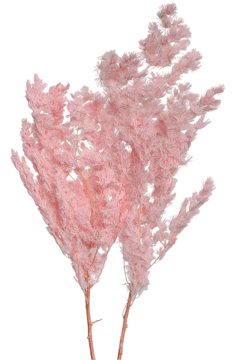 Dried Pink Ming Fern Pink
