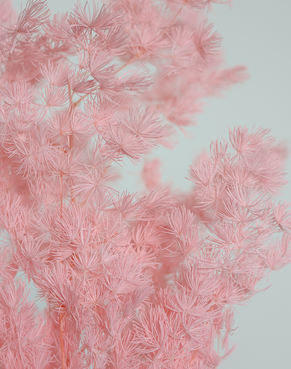 Dried Pink Ming Fern Pink