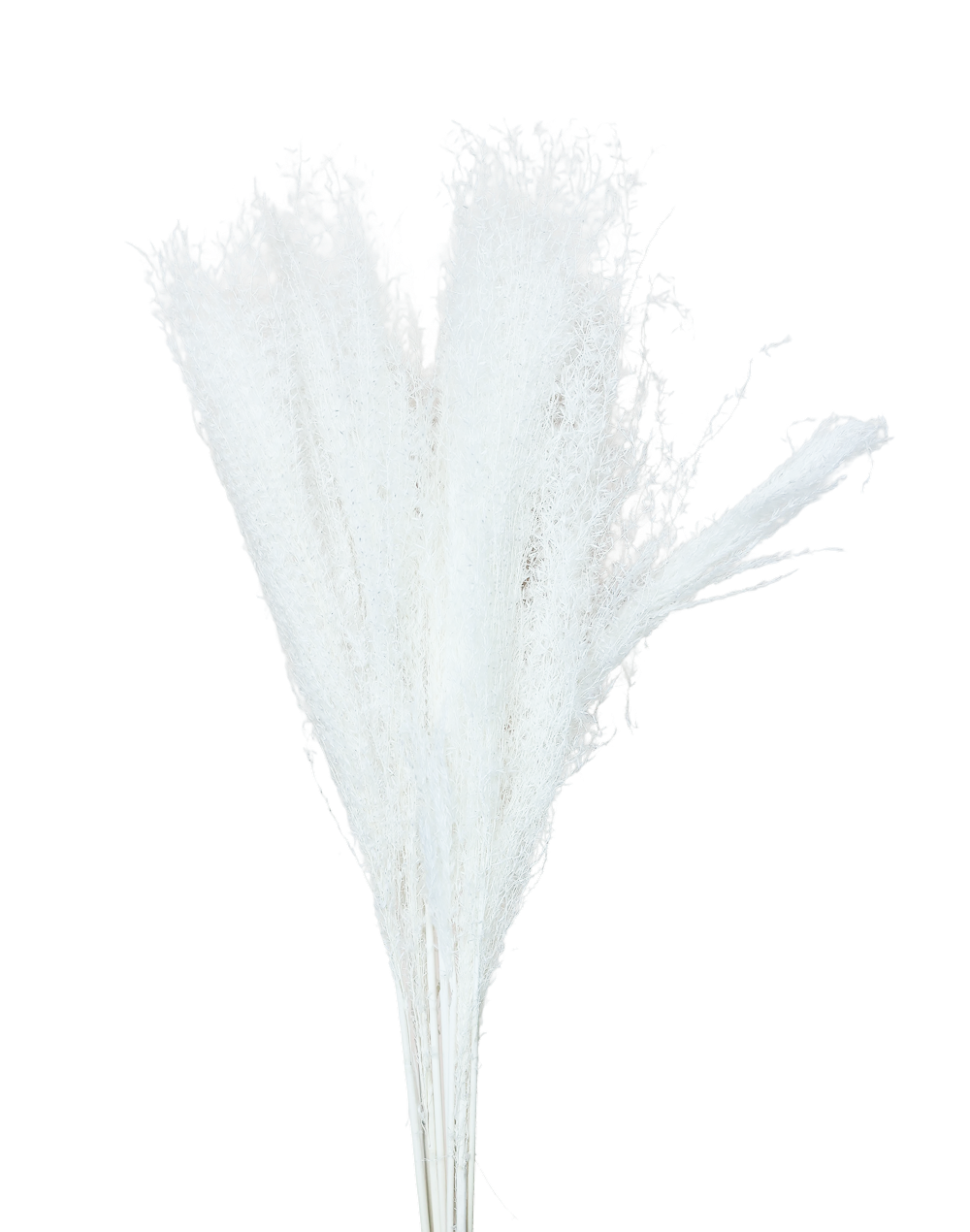Dried Candian Pampass White