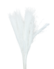 Dried Candian Pampass White