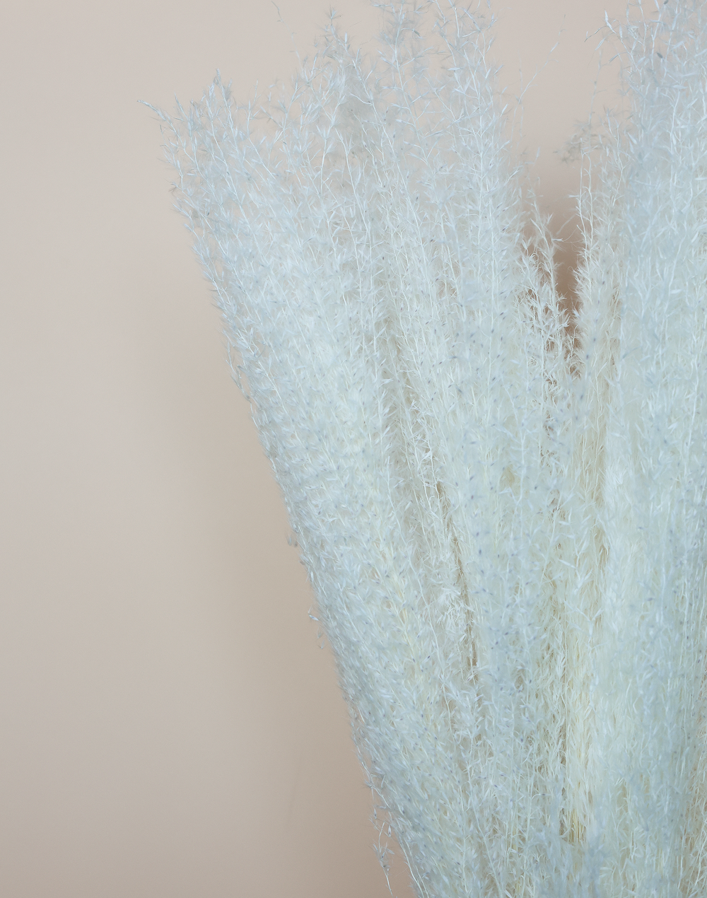 Dried Candian Pampass White