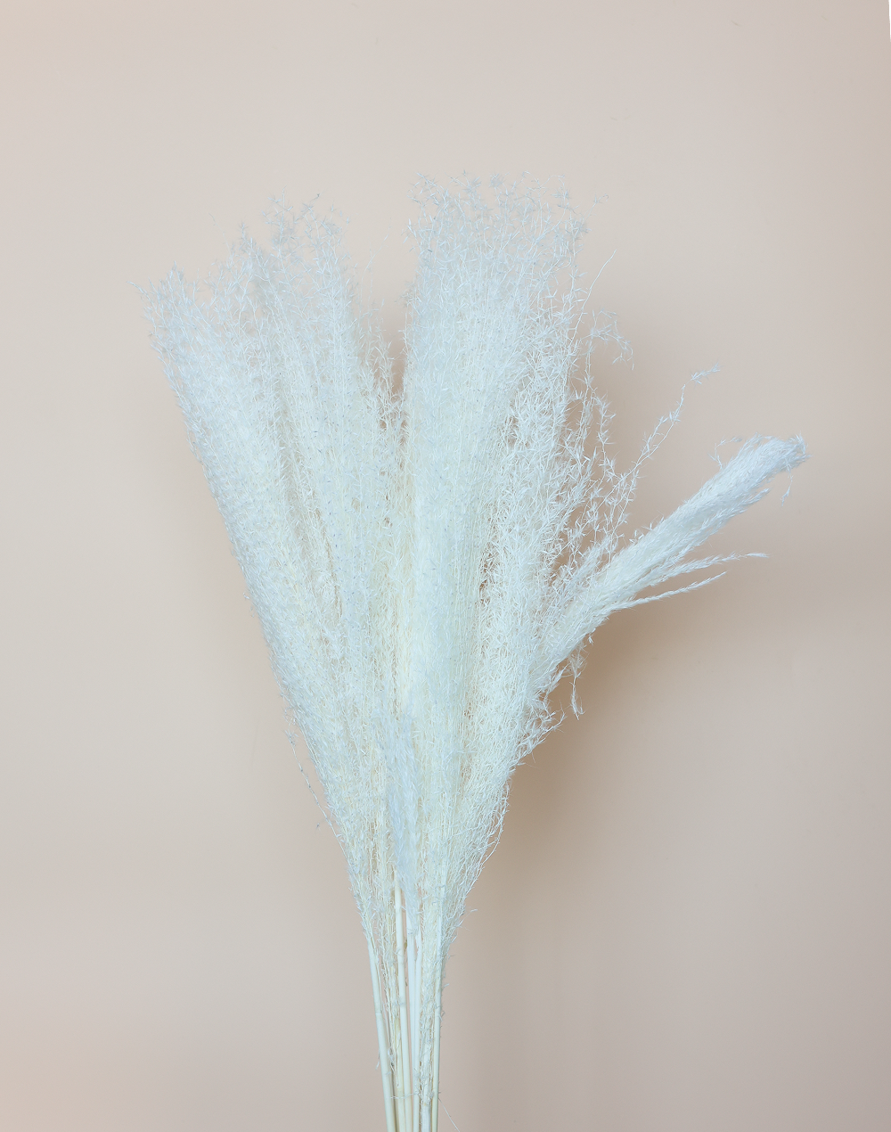 Dried Candian Pampass White