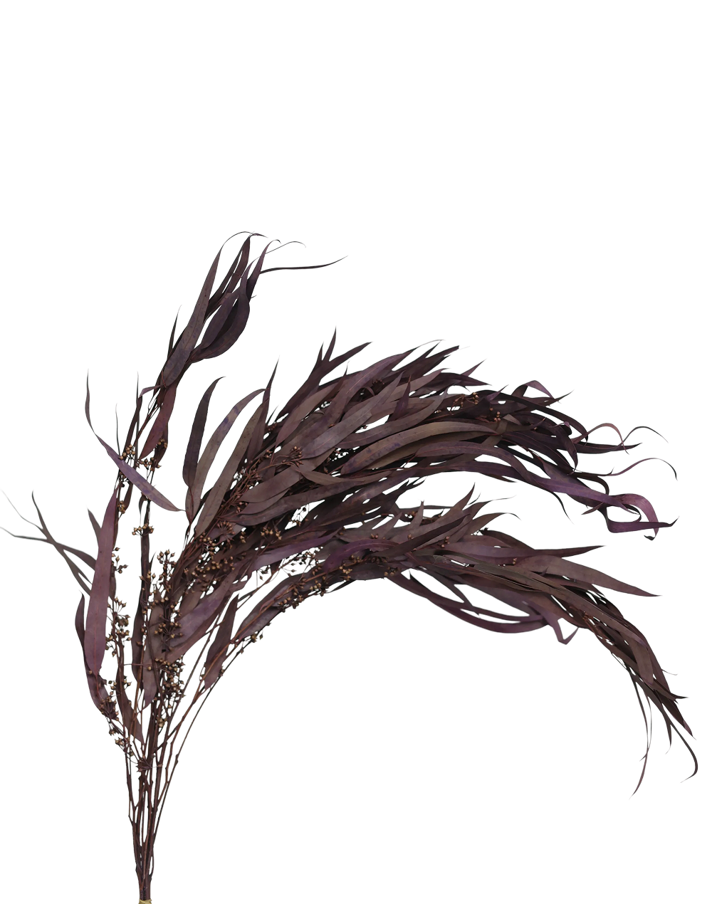 Eucalyptus Bush | Available in 3 Colors
