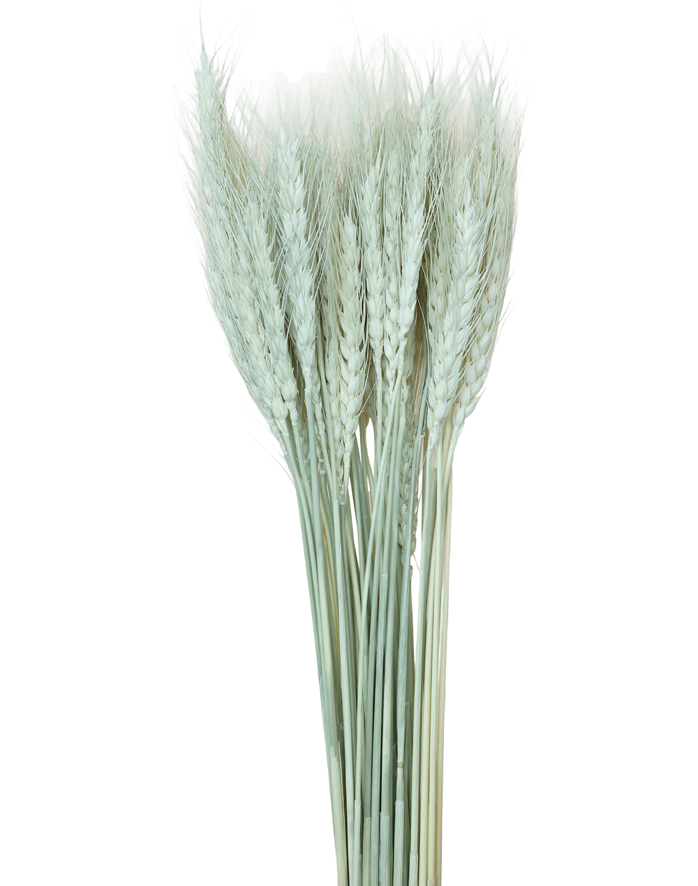 Wheat | Available in 2 Colors