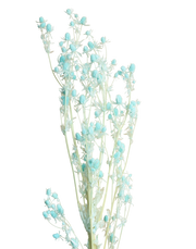 Preserved Turquoise Valentine Fruit