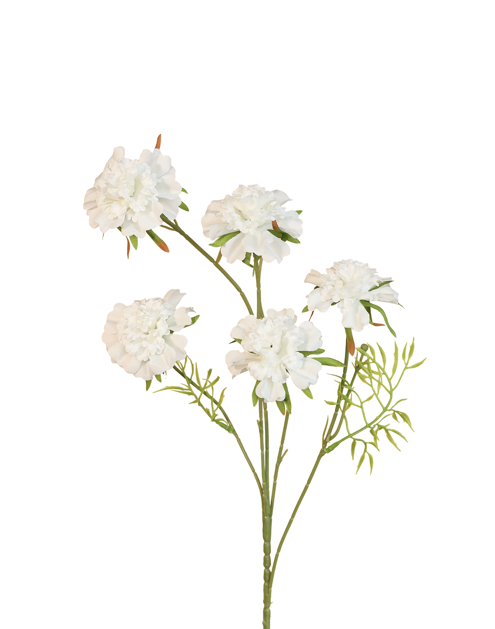 Garden Scabious Spray | Available in 3 Colors