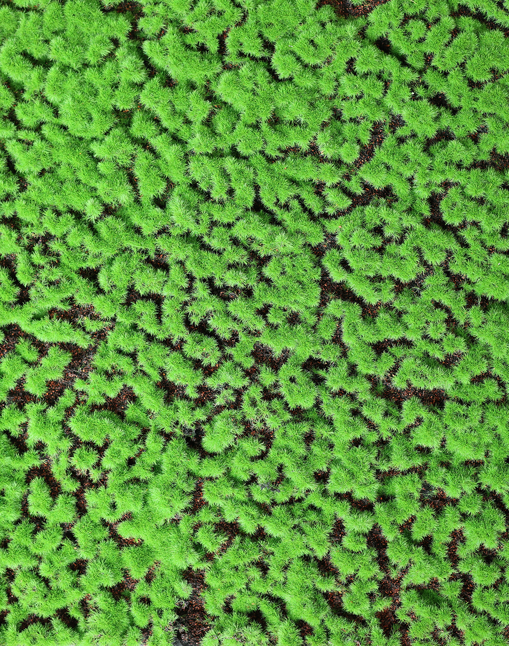 Emerald Cushion Moss Mat