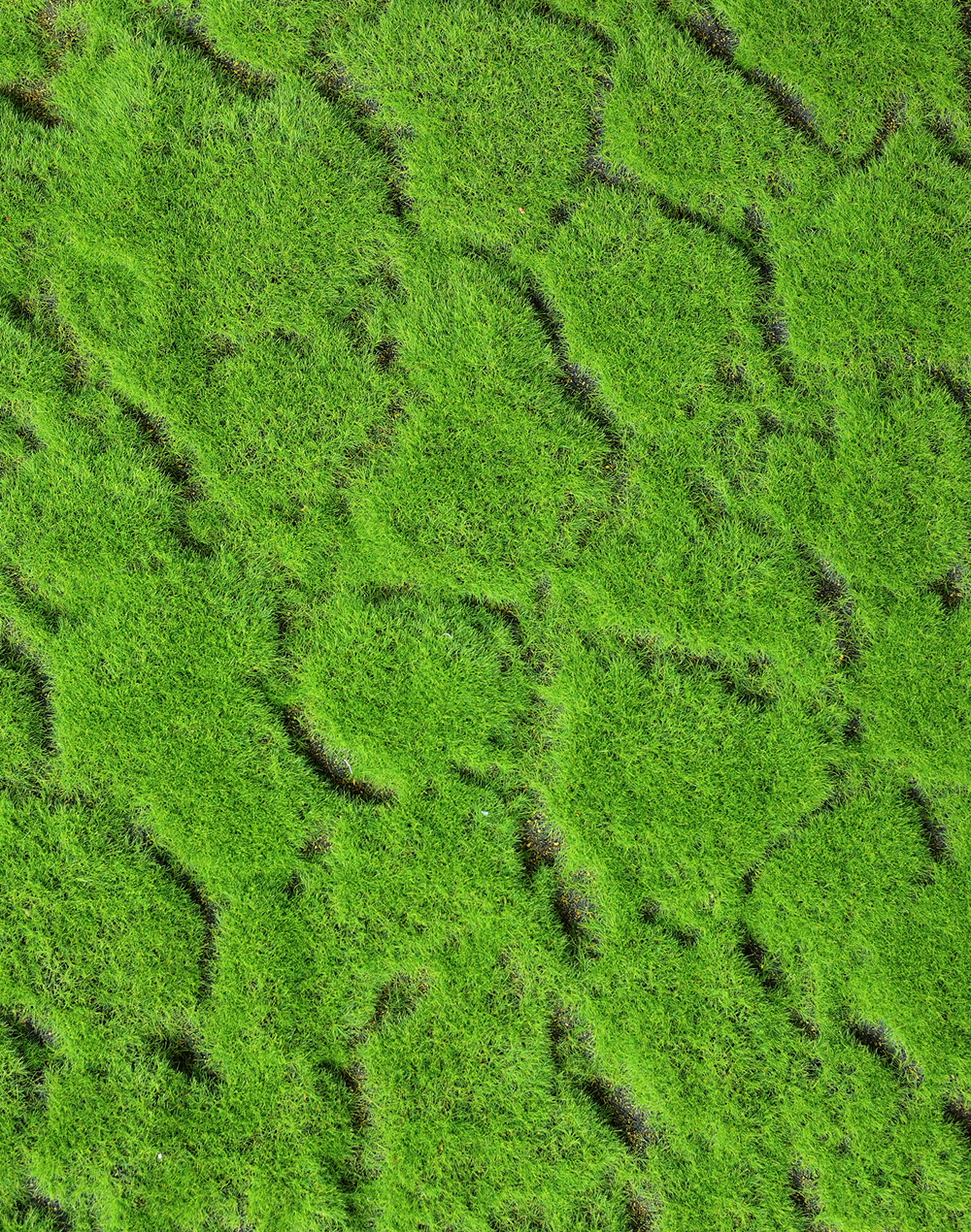 Irish Moss Panel