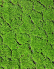 Irish Moss Panel