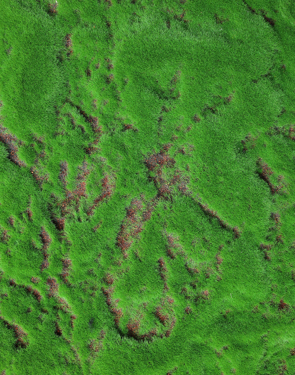 Moss Sheet