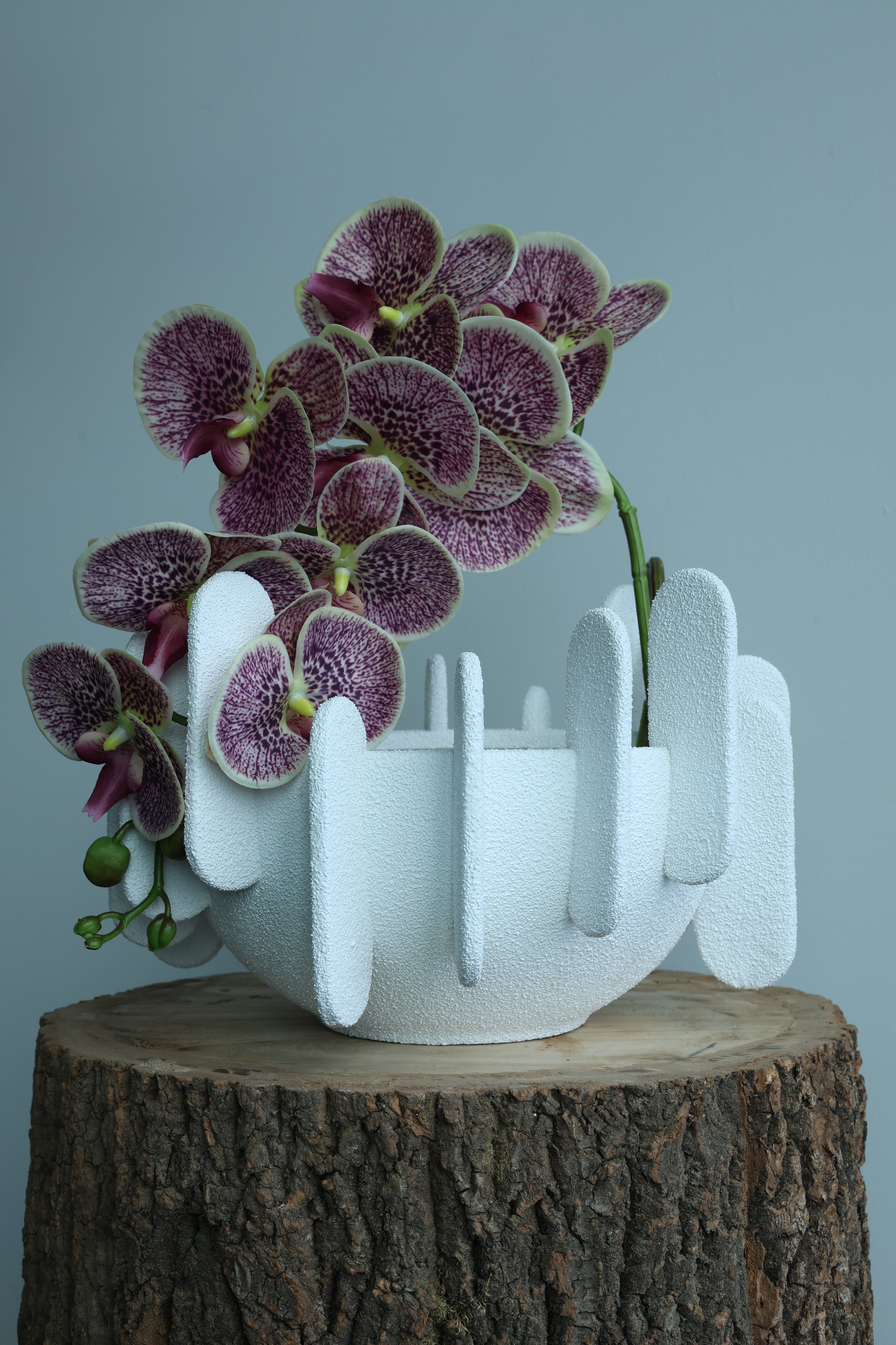 Modern Orchid Planter
