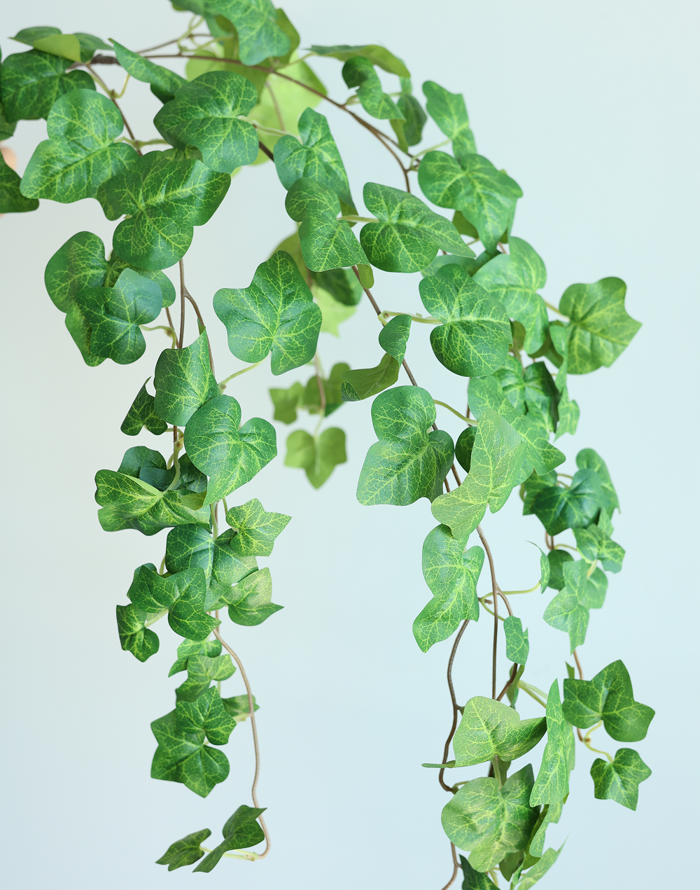 Green Ivy