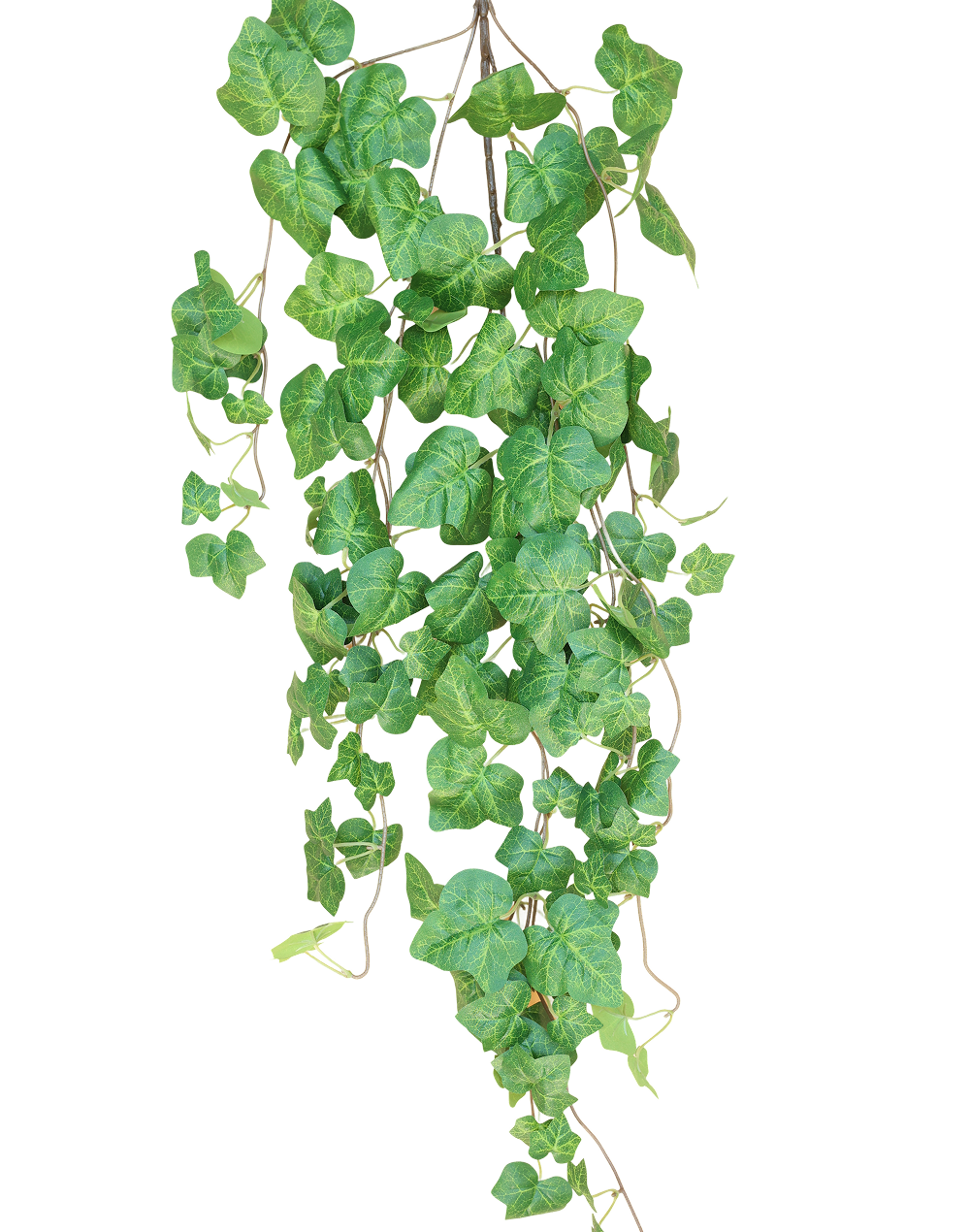 Green Ivy