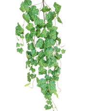 Green Ivy