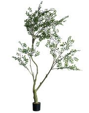 Trees | Available in 4 Styles