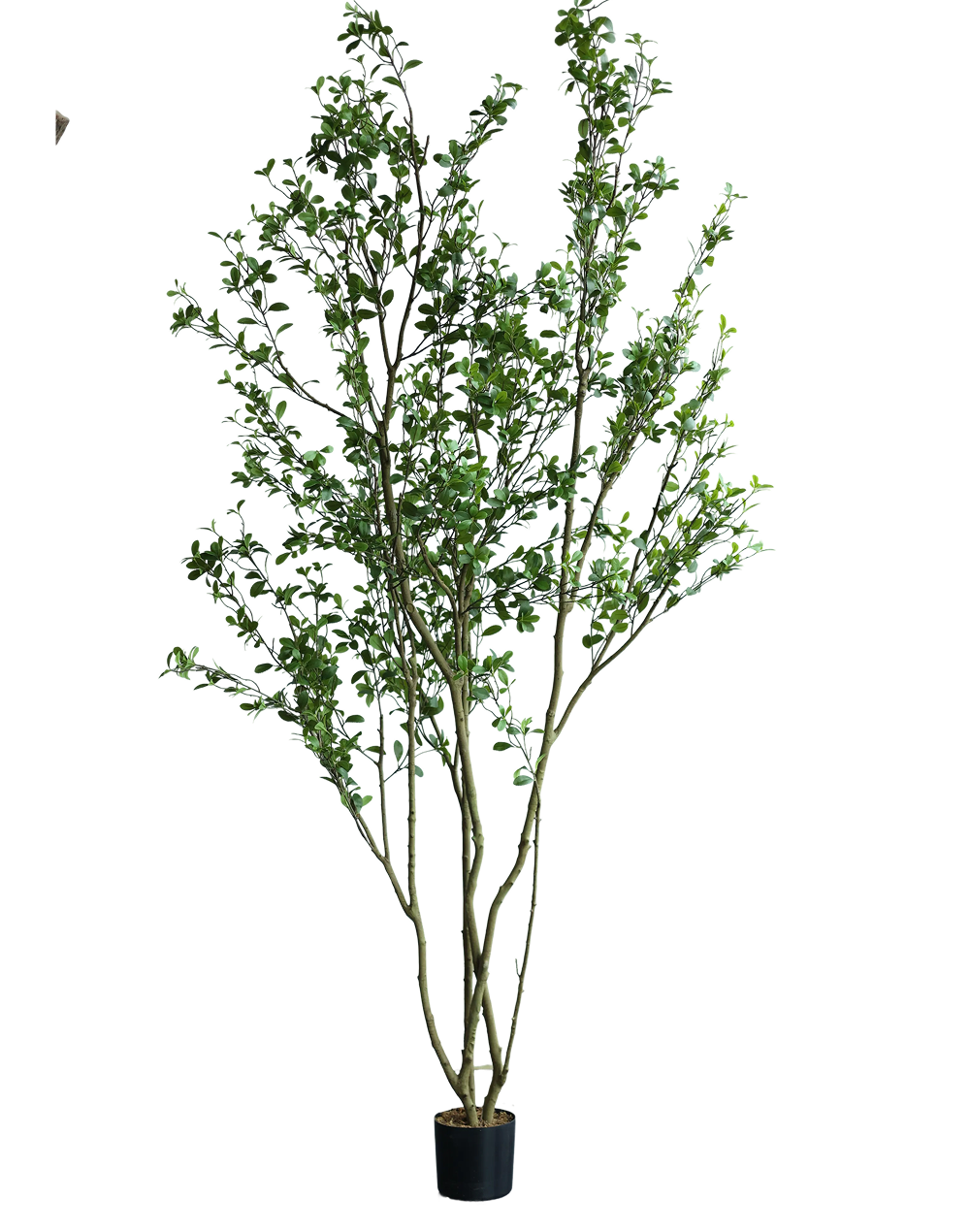 Trees | Available in 4 Styles