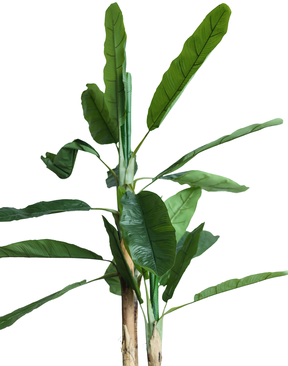 Banana Leaf Large Tree-8.5' Green
