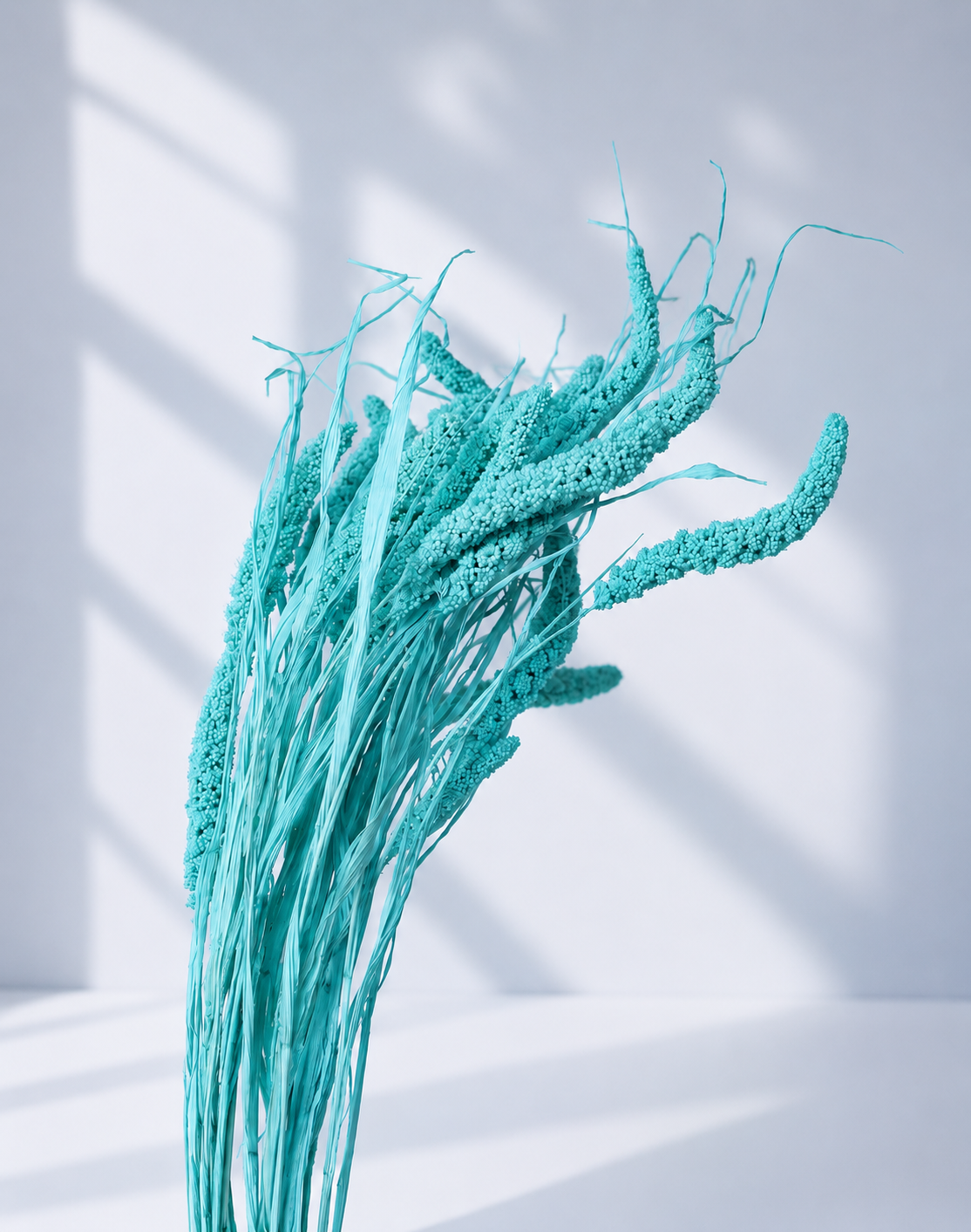 Dried Turquoise Setaria Blue