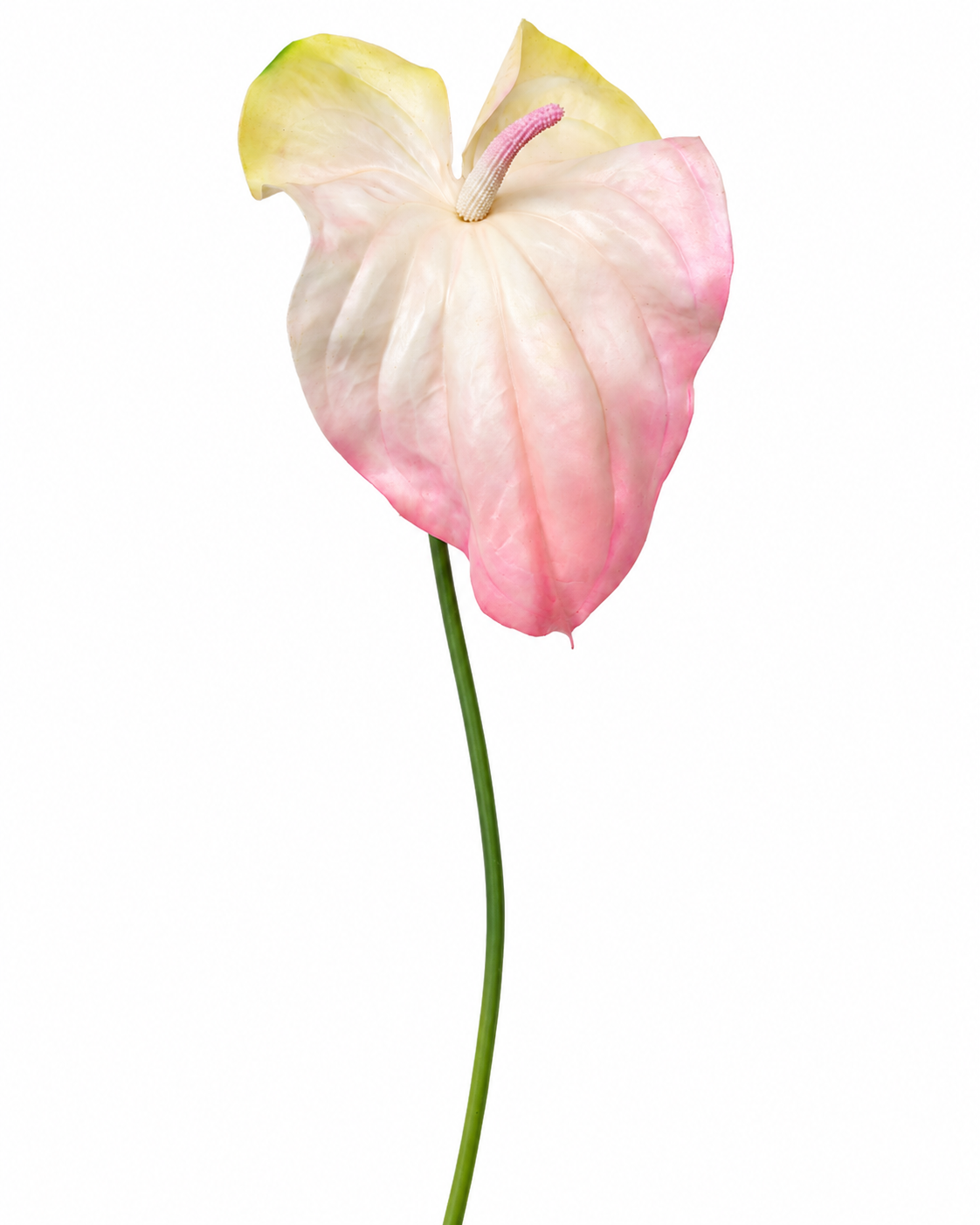 Blush Pink Anthurium