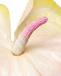 Blush Pink Anthurium