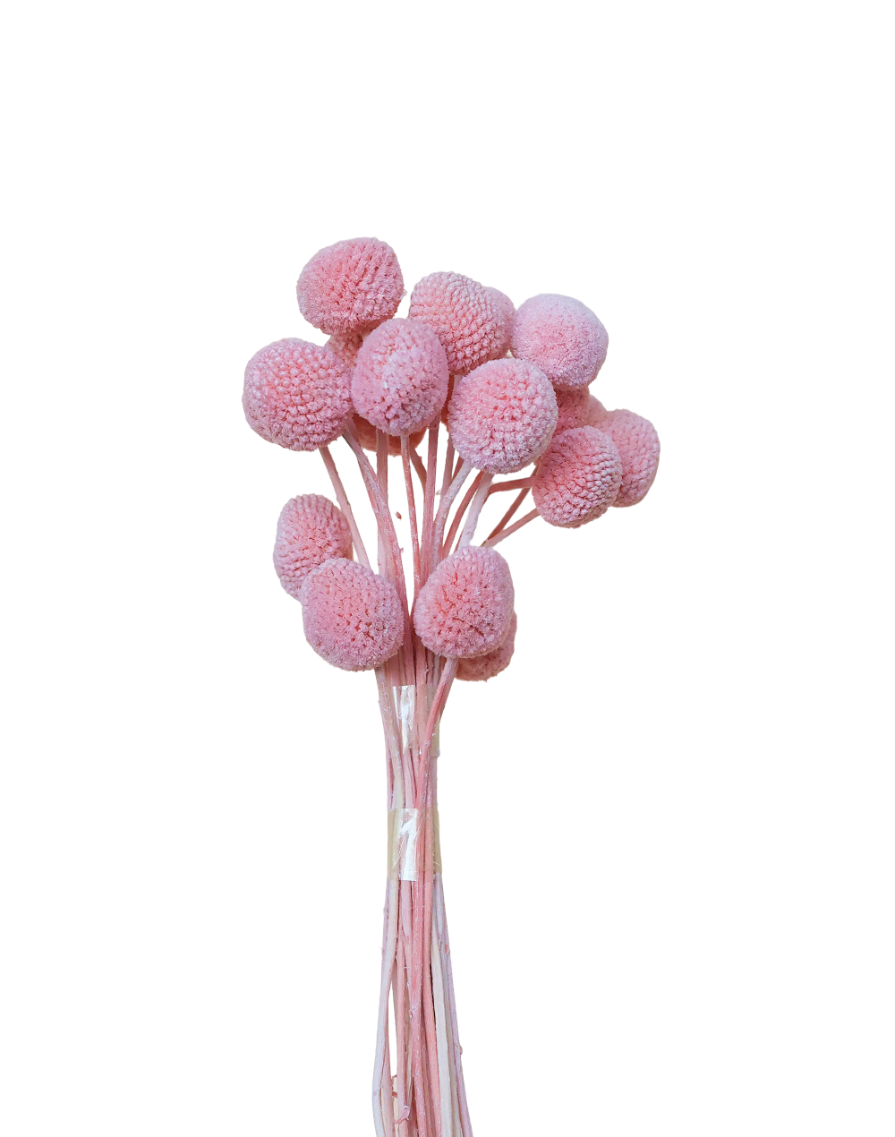 Dried Billy's Balls | Available in 5 Colors