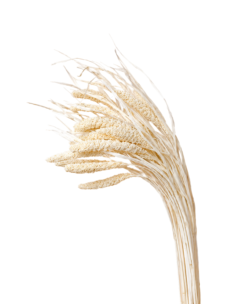Dried Ivory Setaria