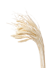Dried Ivory Setaria